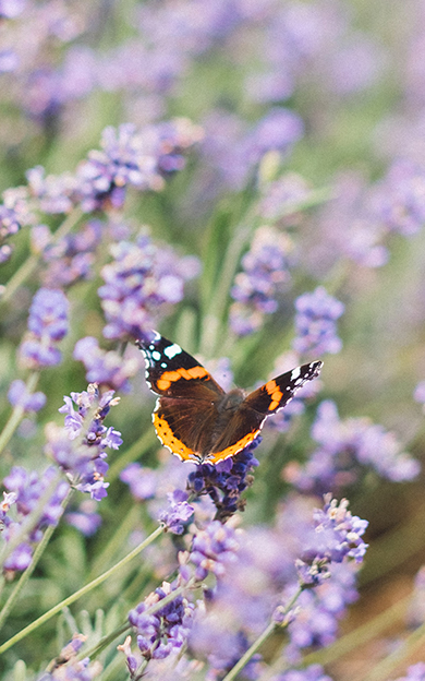 Butterfly on Purple Flowers