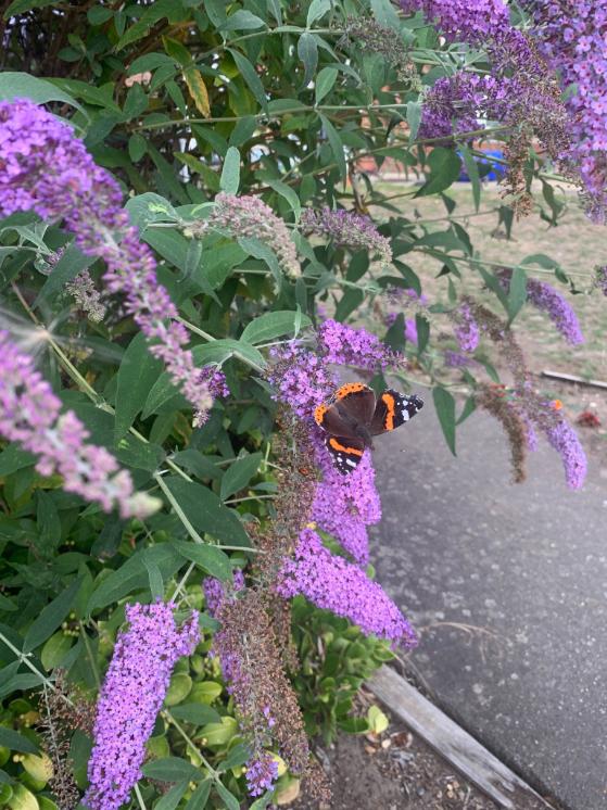 butterfly-on-flower