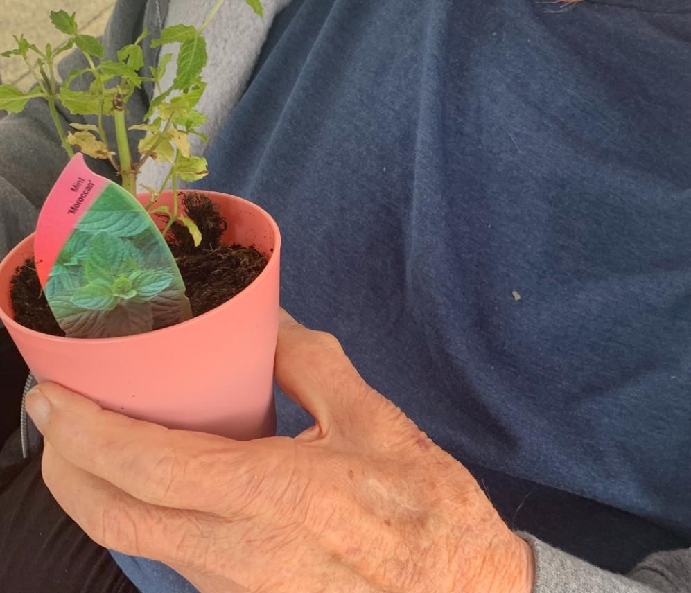 resident-planting-herbs