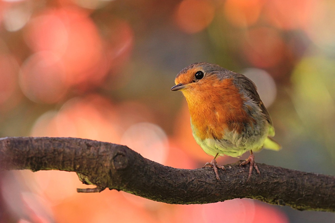 robin-on-a-twig